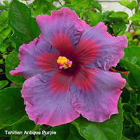 Tahitian Antique Purple